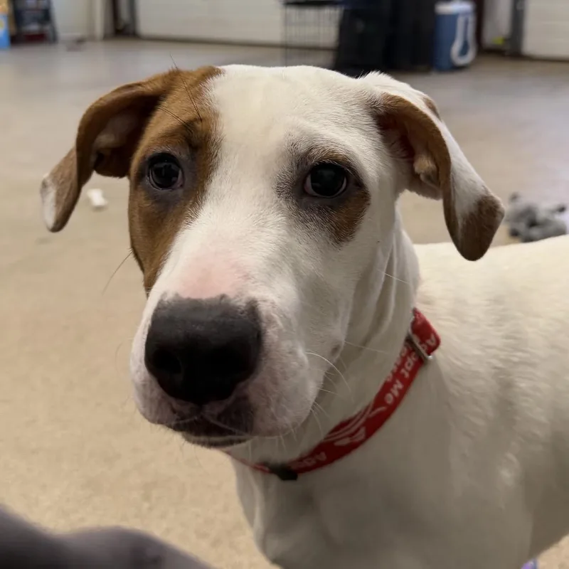 Gertrude thumbnail 5