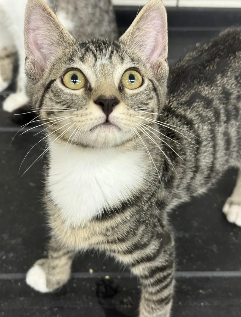 A baby medium-sized male Tabby (Brown / Chocolate) Domestic Short Hair cat named Sandberg for adoption in Barrington Hills, IL