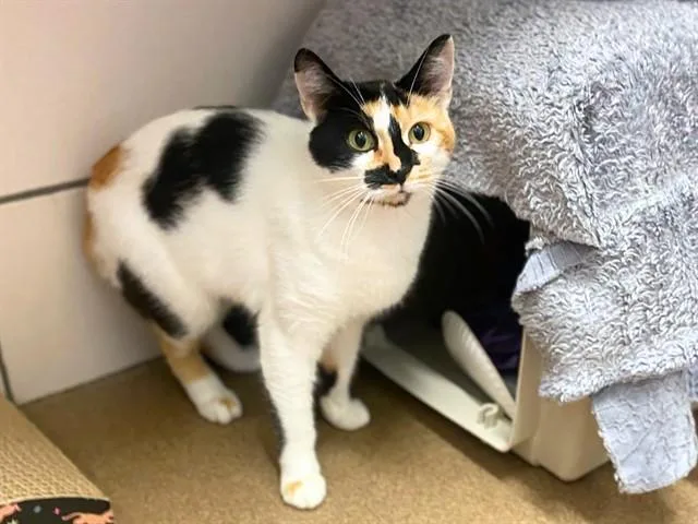 A young small-sized female Domestic Short Hair cat named Clover for adoption in Fort Wayne, IN
