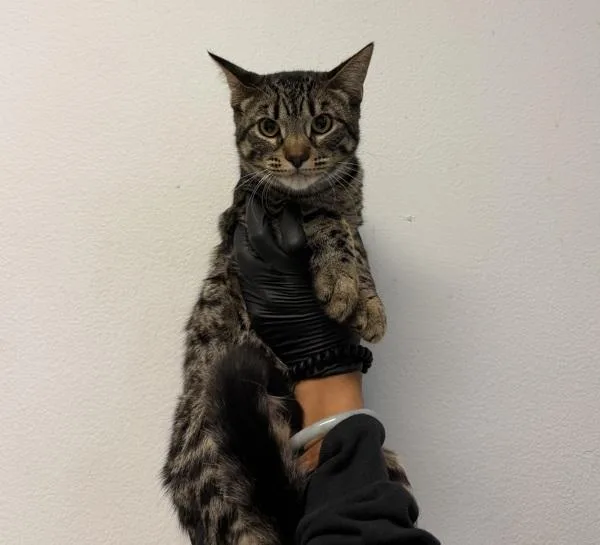 A young small-sized male Domestic Short Hair cat named Pasha for adoption in San Diego, CA