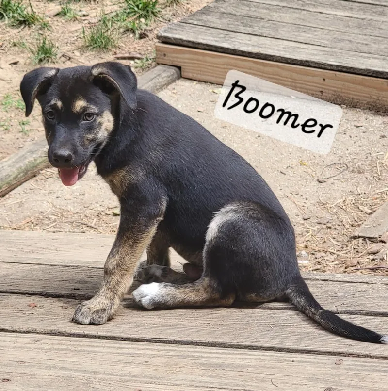 Boomer thumbnail 2