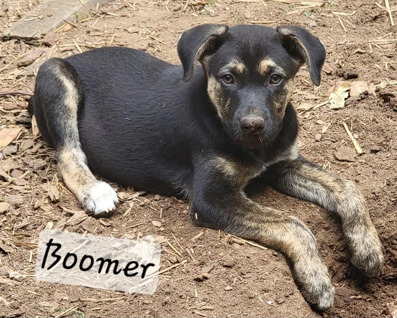 Boomer thumbnail 3