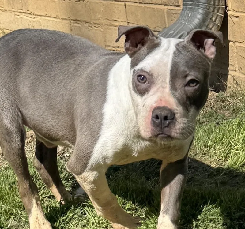 A young medium-sized male American Bulldog dog named King for adoption in Horn Lake, MS