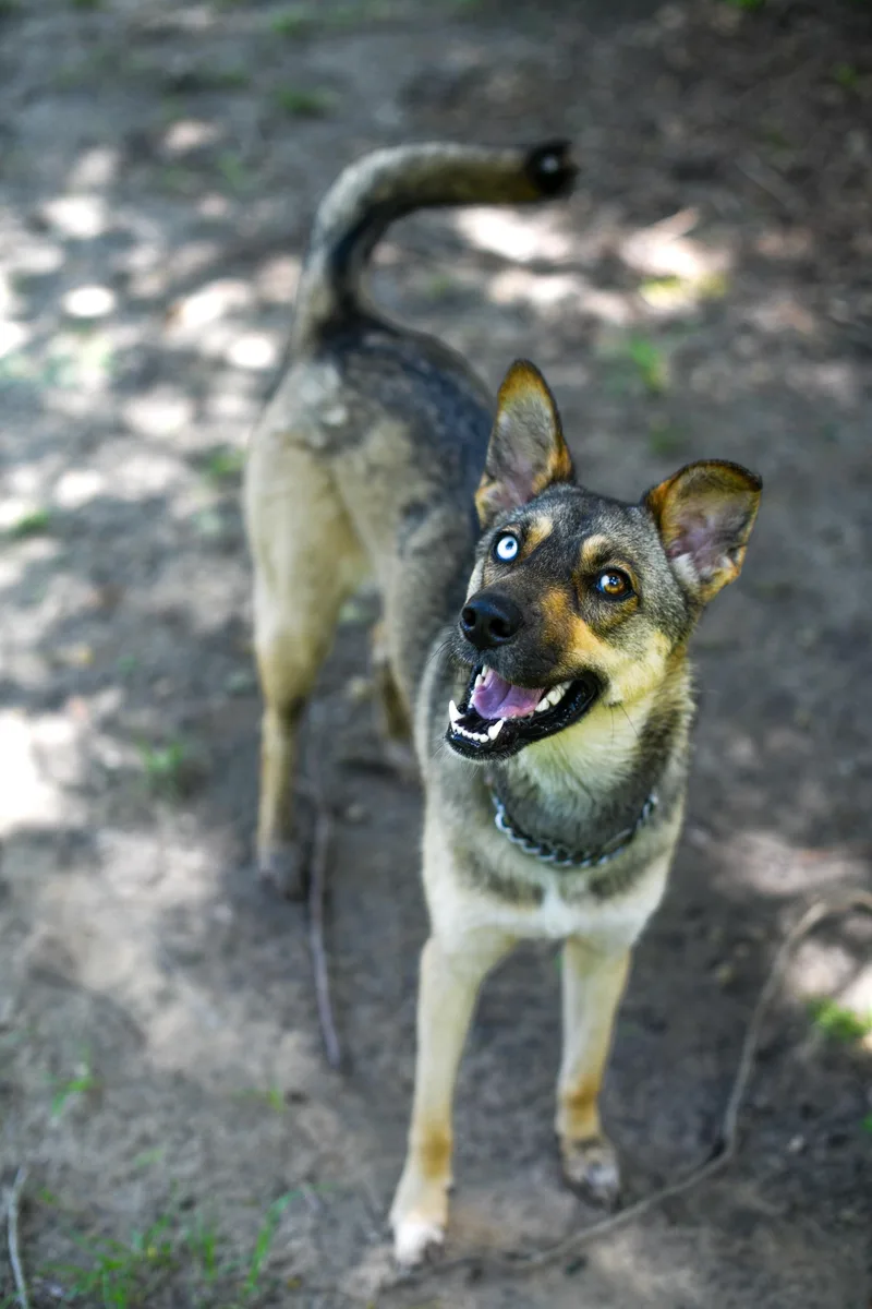 A young medium-sized female Sable Mixed Breed dog named Saylor for adoption in BONIFAY, FL