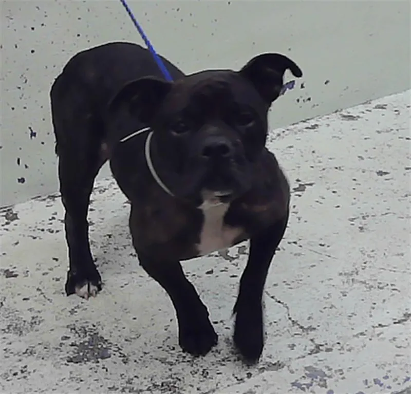 An adult medium-sized female Staffordshire Bull Terrier dog named Buffy for adoption in Houston, TX