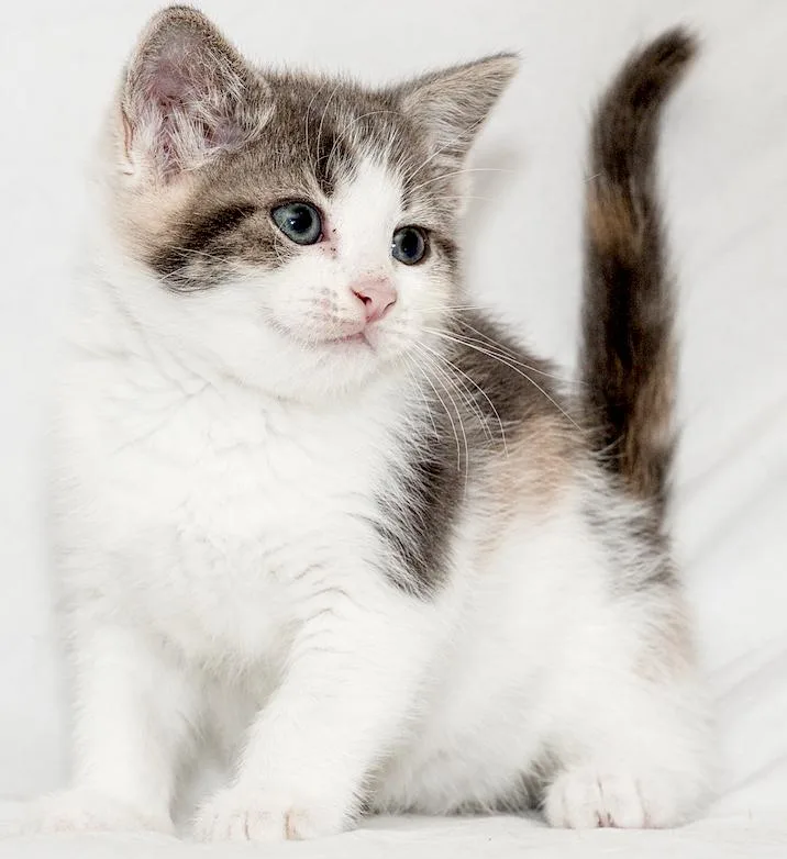 A young small-sized female Calico cat named Sardi for adoption in Washburn, WI
