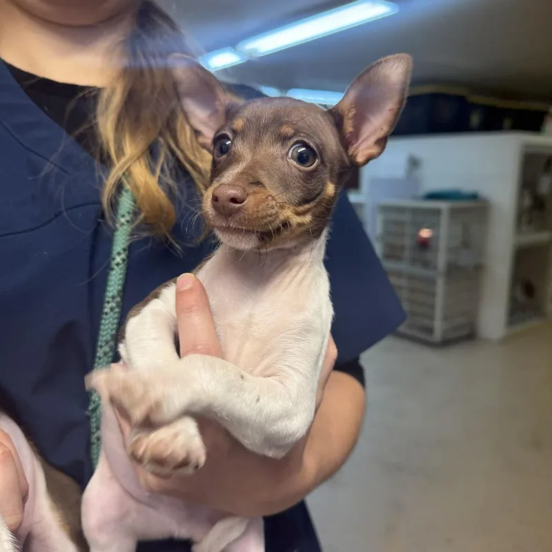 A baby small-sized male Brown / Chocolate Rat Terrier dog named Tweedledee for adoption in Madison, WI