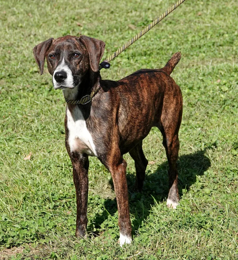 An adult medium-sized female Brindle Mountain Cur dog named Sprinkles for adoption in Millfield, OH