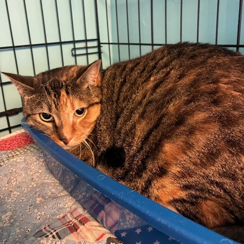 An adult medium-sized female Brown / Chocolate Domestic Short Hair cat named Harmini for adoption in Pennsville, NJ
