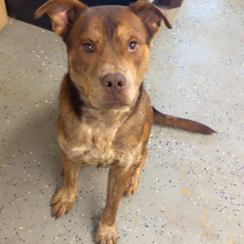 An adult large-sized male Pit Bull Terrier dog named Linus for adoption in Jeffersonville, IN