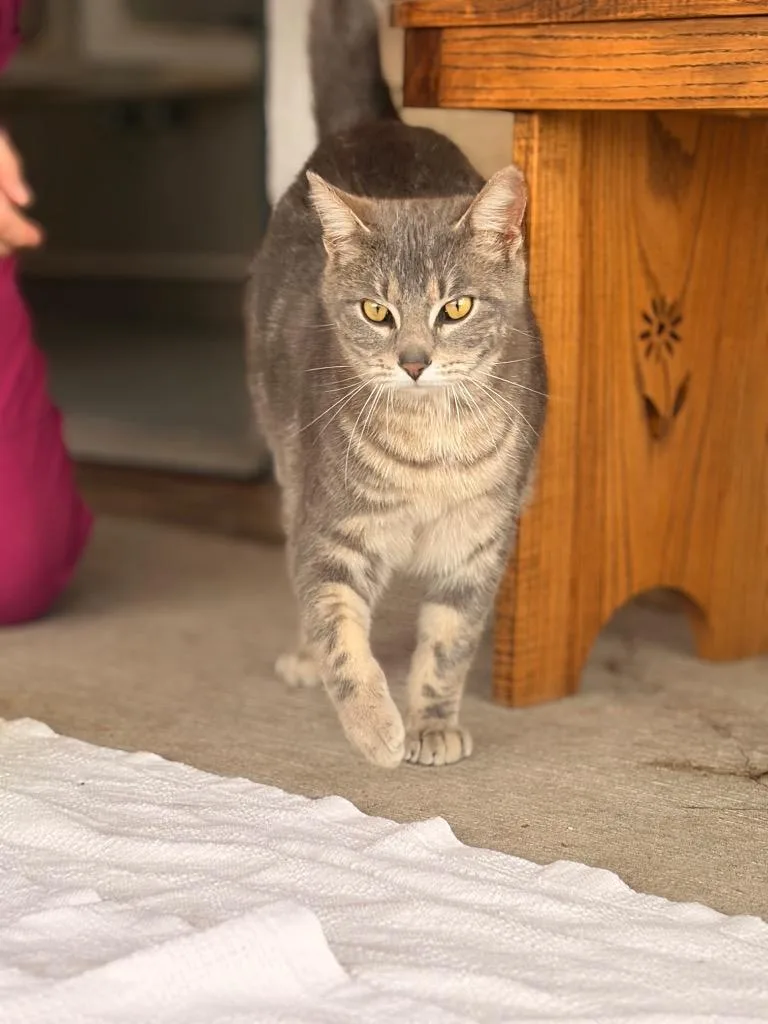 A baby medium-sized male Domestic Short Hair cat named Whiskers for adoption in Ashland, WI