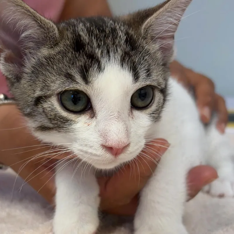 A baby small-sized female Domestic Short Hair cat named Paloma for adoption in Cumming, GA