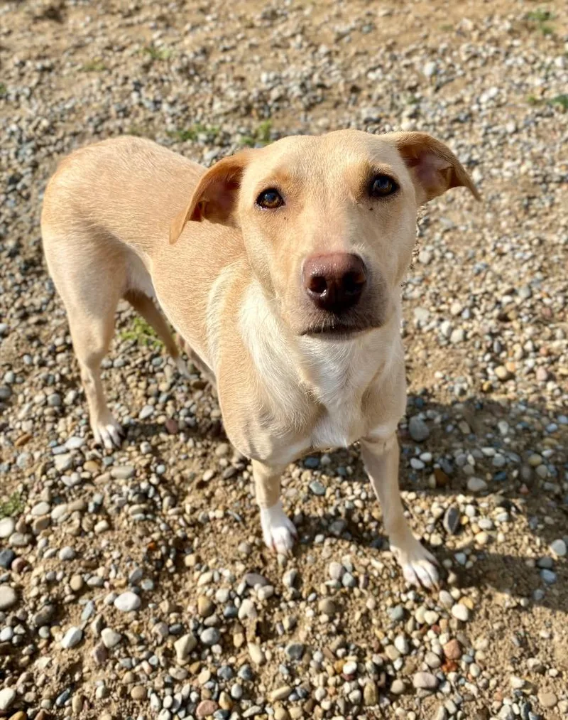 A young medium-sized female Yellow Labrador Retriever dog named Carly for adoption in Muskegon, MI