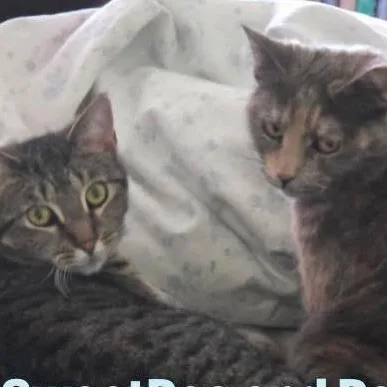 Peaches And Sweetpea