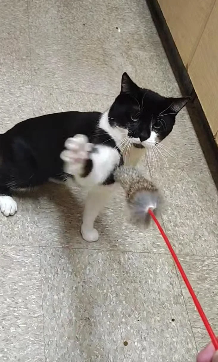 An adult medium-sized male Domestic Short Hair cat named Moo for adoption in Waterford, CT