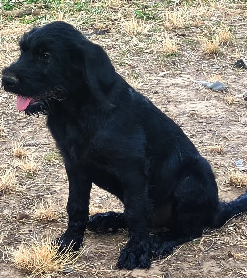 A baby large-sized male Black Poodle dog named Grumpy for adoption in bauxite, AR