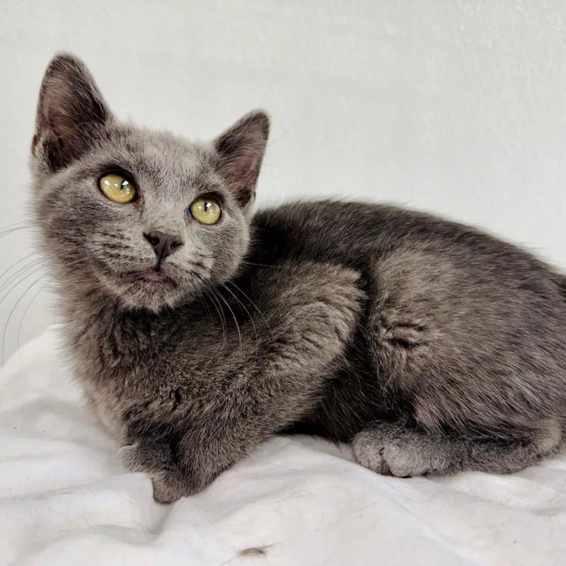 A baby small-sized male Gray / Blue / Silver Domestic Short Hair cat named Slate for adoption in Lebanon, MO