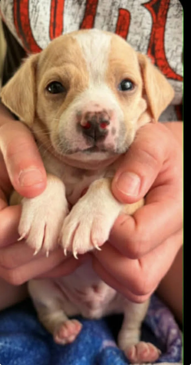A baby medium-sized male American Bulldog dog named Bean for adoption in Holly Springs, NC