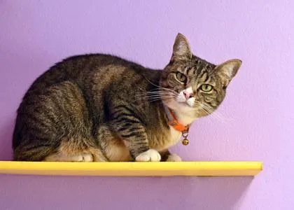 An adult medium-sized female Domestic Short Hair cat named Sabrina for adoption in Baton Rouge, LA