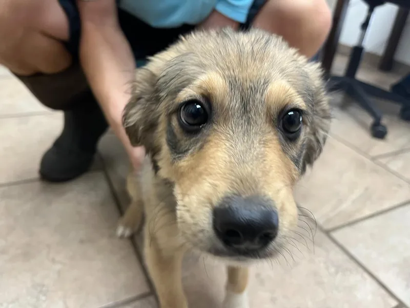 A baby medium-sized male Shepherd dog named Koon for adoption in Batesville, AR