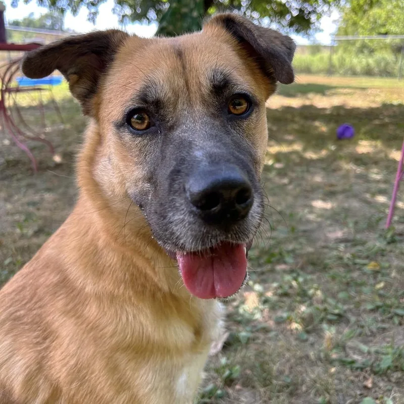 An adult medium-sized female German Shepherd Dog dog named Brownie for adoption in Godfrey, IL
