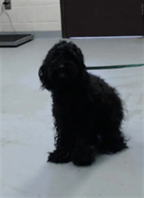 A young medium-sized male Poodle dog named A for adoption in Fayetteville, NC