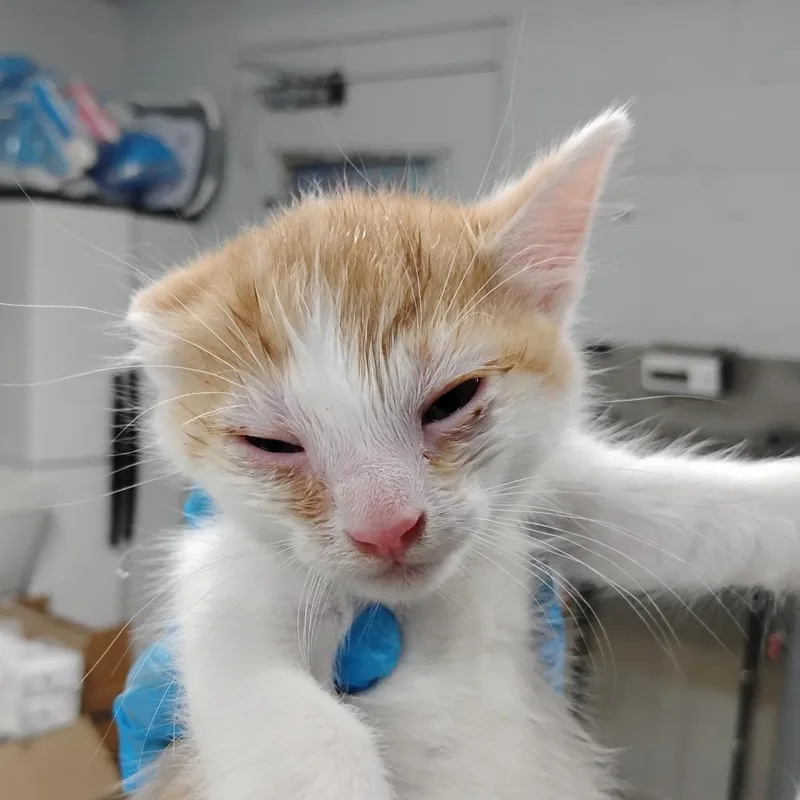 A baby small-sized female Orange / Red Domestic Short Hair cat named Emma for adoption in Summerville, SC