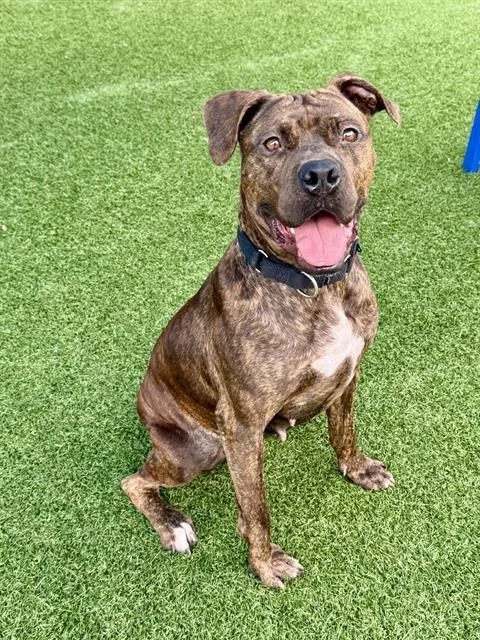 An adult medium-sized female Mixed Breed dog named Alexa for adoption in Dallas, TX