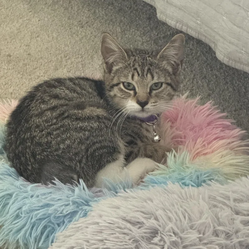 A young medium-sized female Tabby (Brown / Chocolate) Domestic Short Hair cat named Astra for adoption in Manchester, MD