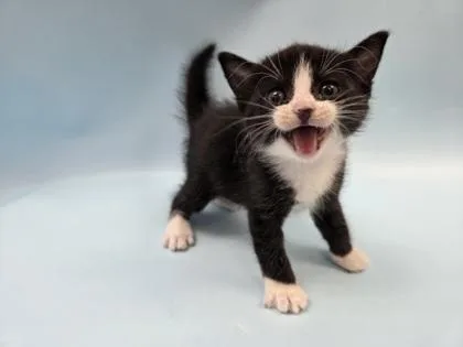 A baby small-sized female Domestic Short Hair cat named Audio for adoption in Woodbury, MN