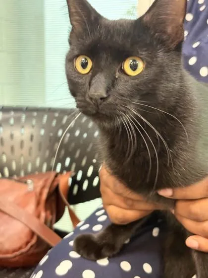 An adult medium-sized male Domestic Short Hair cat named Salem for adoption in Memphis, TN