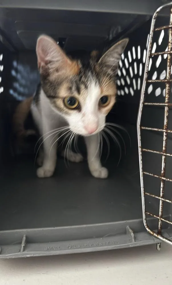A baby small-sized female American Shorthair cat named Chloe for adoption in New Bedford, MA