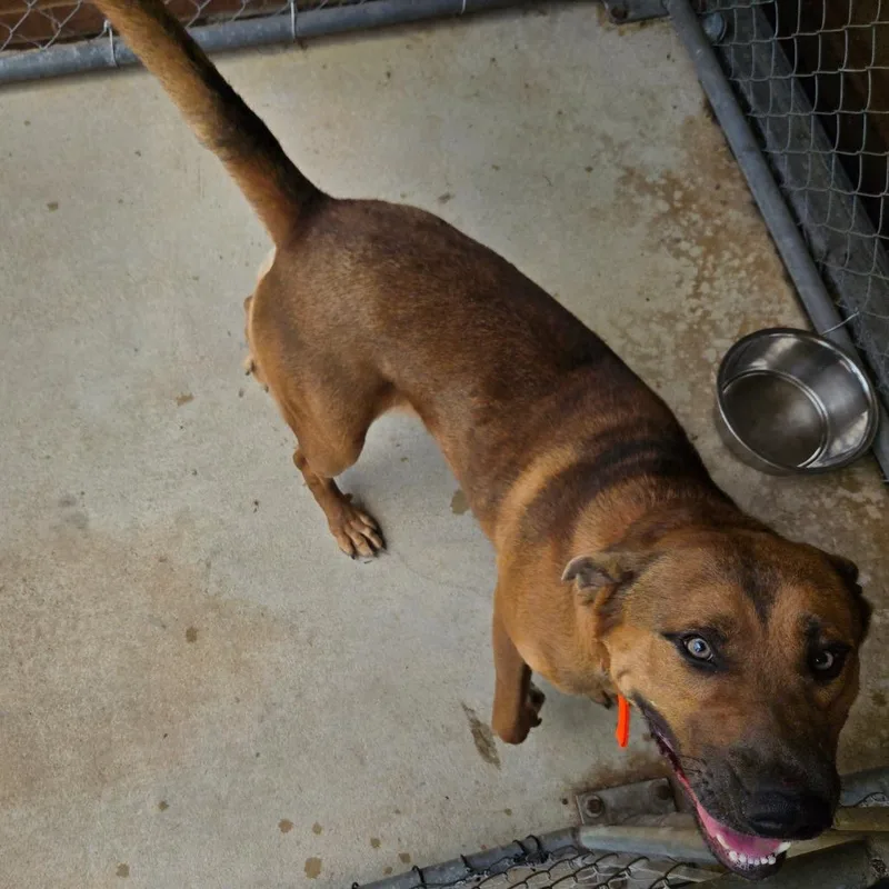 An adult large-sized male Shepherd dog named Baxter for adoption in Birmingham, AL