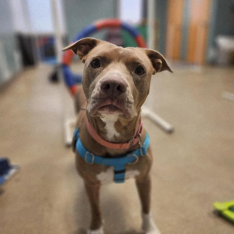 An adult medium-sized female Yellow / Tan / Blond / Fawn Pit Bull Terrier dog named Genevieve Gremlin for adoption in Baltimore, MD