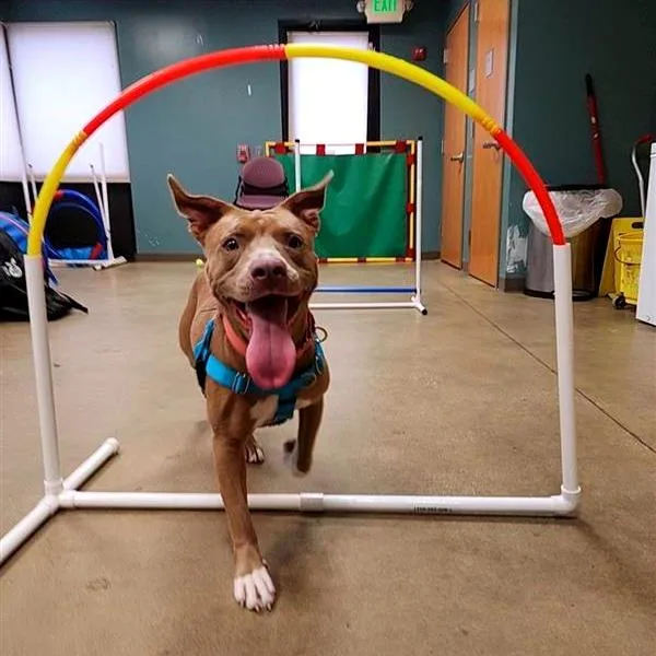 Genevieve Gremlin thumbnail 2