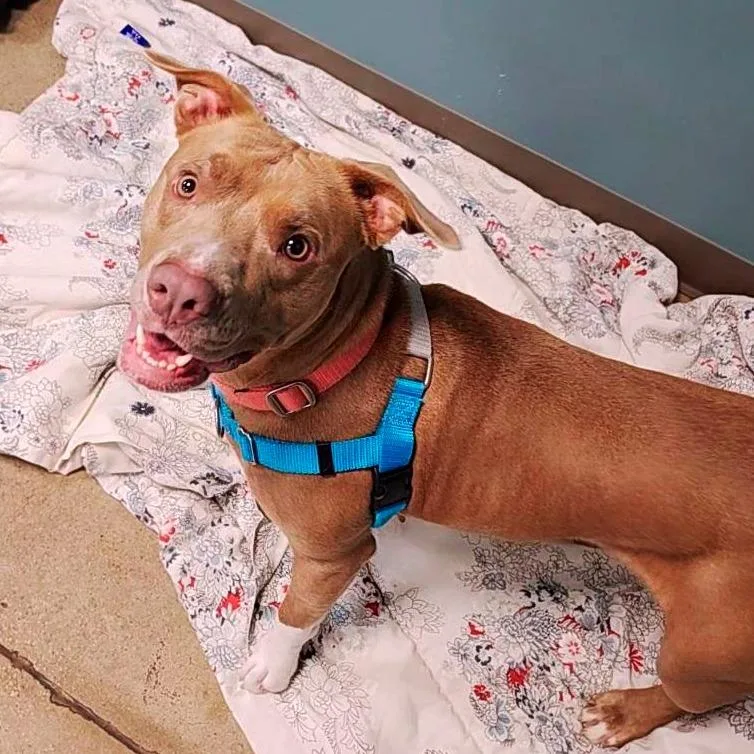 Genevieve Gremlin thumbnail 3