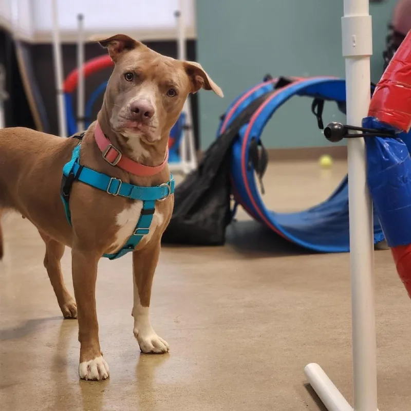 Genevieve Gremlin thumbnail 4