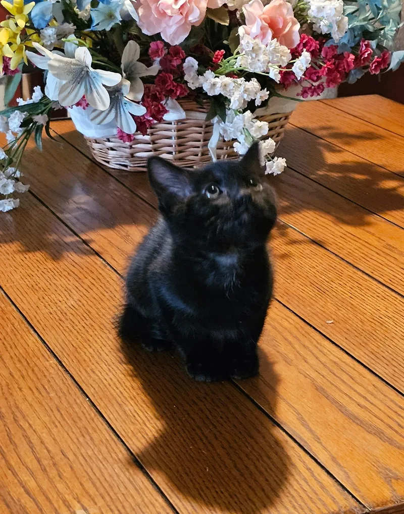A baby medium-sized female Black & White / Tuxedo Domestic Short Hair cat named Gloria for adoption in Sonora, CA