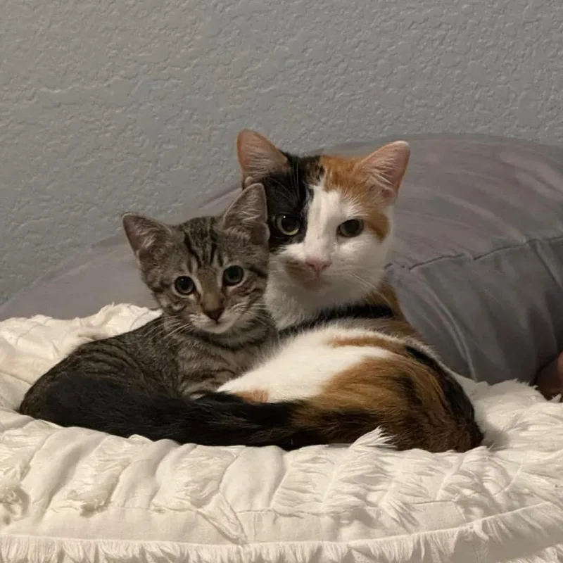 An adult medium-sized female Tortoiseshell Domestic Short Hair cat named Callie for adoption in Katy, TX