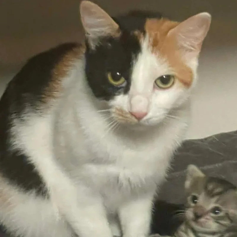 Callie thumbnail 2