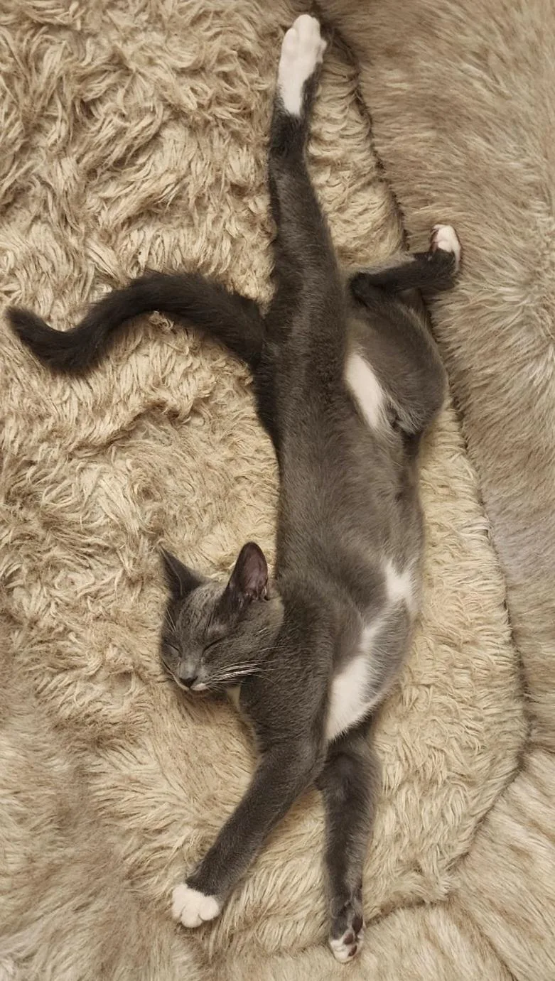 A baby medium-sized male Gray & White Domestic Short Hair cat named Boomer for adoption in Springfield, OR