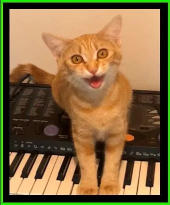A young medium-sized female Tabby (Orange / Red) Domestic Short Hair cat named Sardine for adoption in Statesville, NC