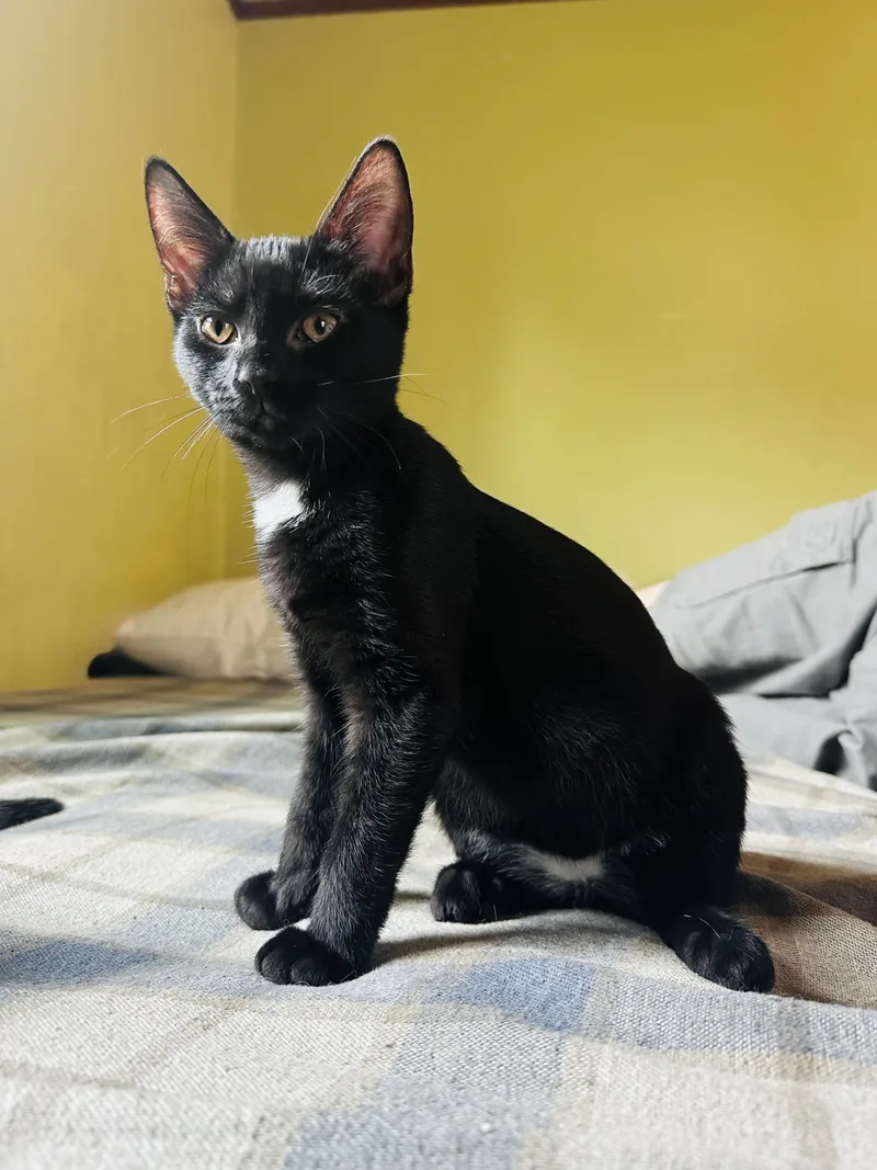 A baby medium-sized female Black Domestic Short Hair cat named Cuddly Carey for adoption in Burlington, NC