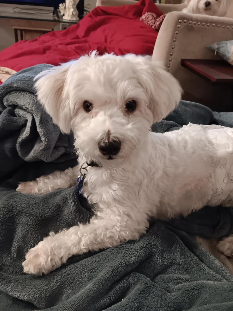 An adult small-sized male Maltese dog named Ernie for adoption in Placentia, CA