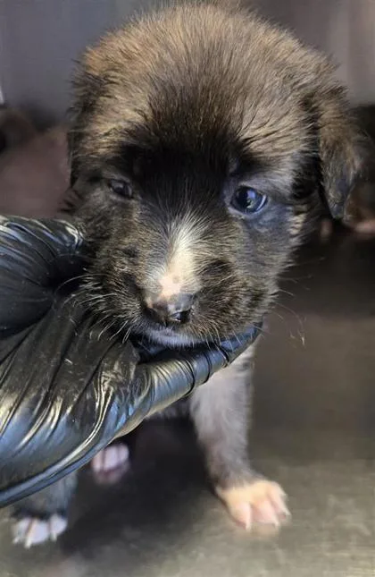 A baby large-sized female Yellow / Tan / Blond / Fawn Mixed Breed dog named 60780658 for adoption in El Paso, TX