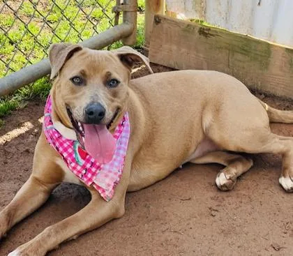 An adult medium-sized female Pit Bull Terrier dog named Sandy $ for adoption in Seneca, SC