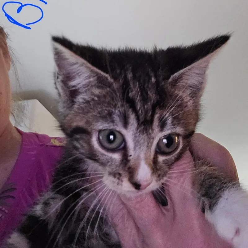 A baby small-sized female Brown / Chocolate Domestic Short Hair cat named Blair for adoption in Alexandria, VA