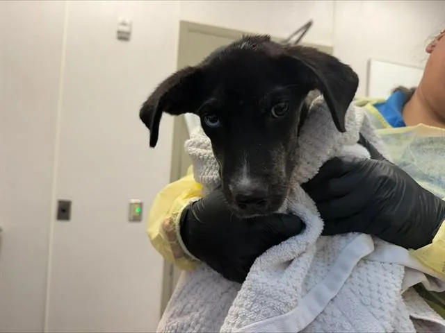 A baby small-sized female Hound dog named Riley for adoption in Tucson, AZ