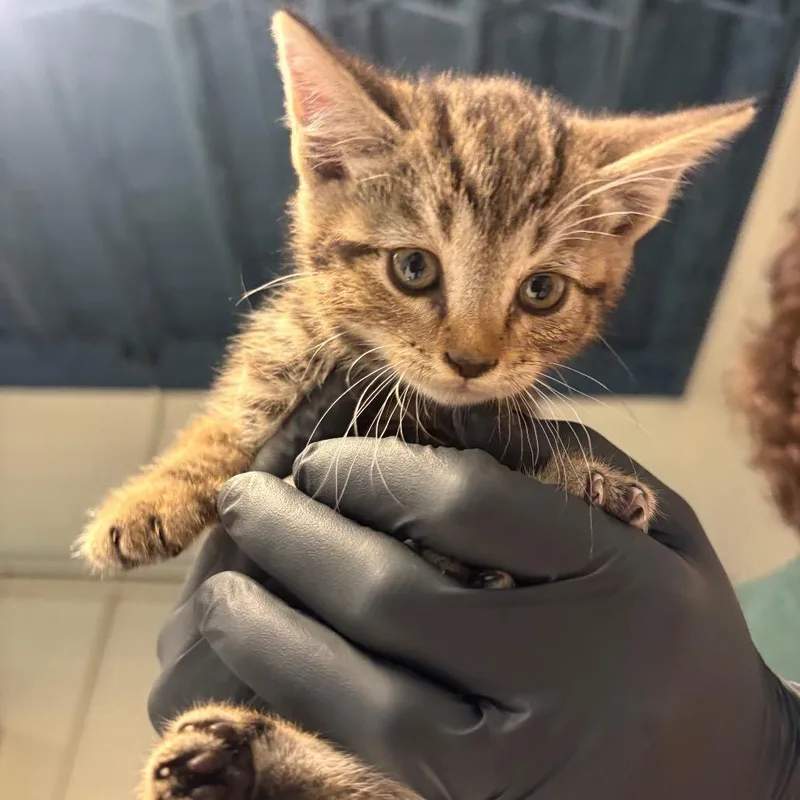 A baby small-sized female Brown / Chocolate Domestic Short Hair cat named Abbi for adoption in Huntington, WV