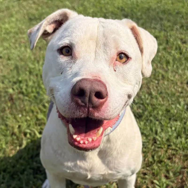 An adult medium-sized female White / Cream Mixed Breed dog named Doris for adoption in Greenville, SC